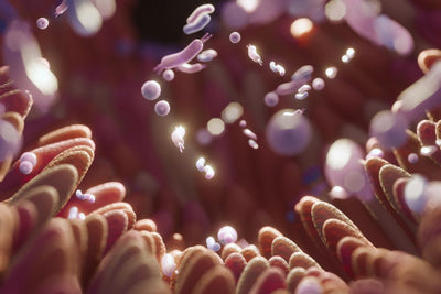 Das Mikrobiom - darum ist eine gesunde Darmflora so wichtig