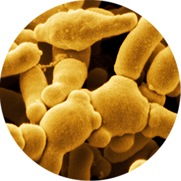 Bifidobacterium breve Lysat