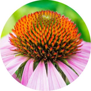 Echinacea
