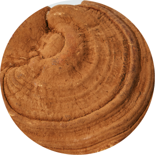 Reishi