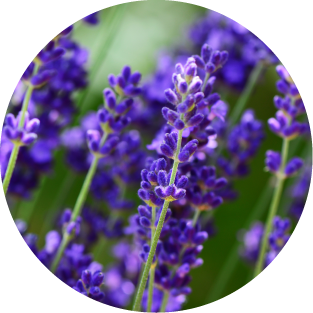 Lavendel