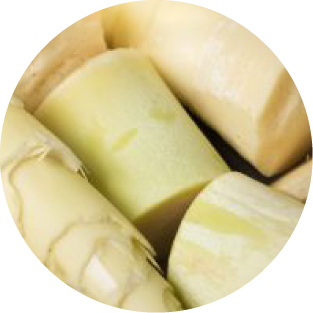 Bambussprossen-Extrakt